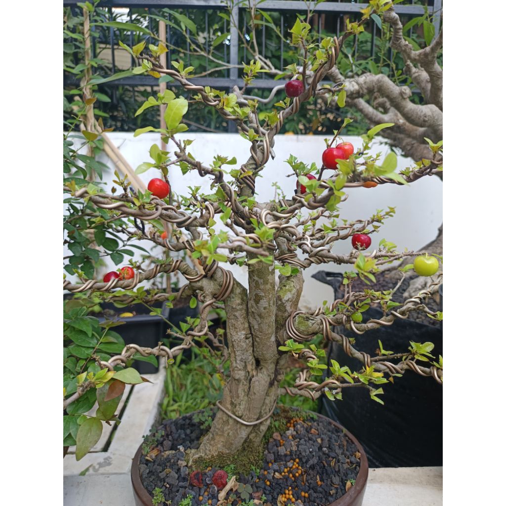 Bonsai Sianci Kecut / Bonsai Cherry Barbados