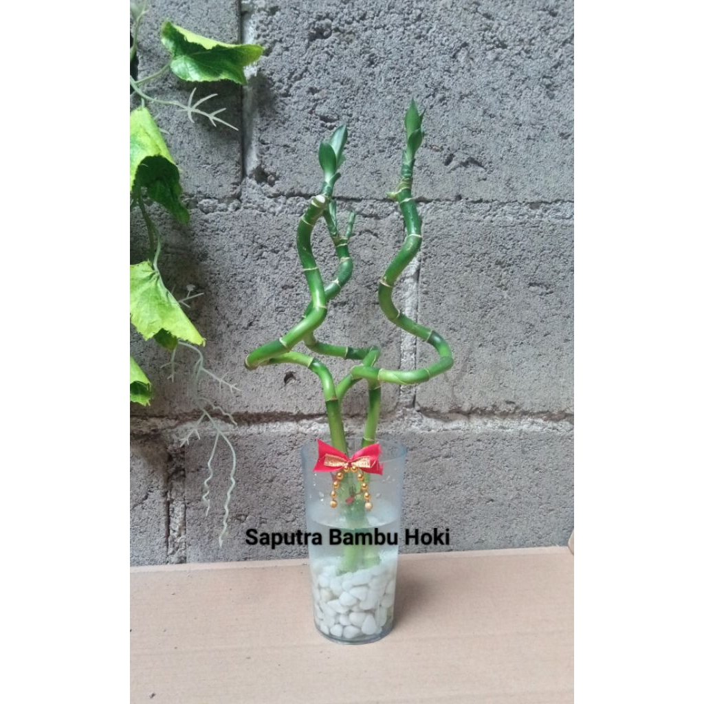 Bambu Hoki Curly/ulir dengan pot