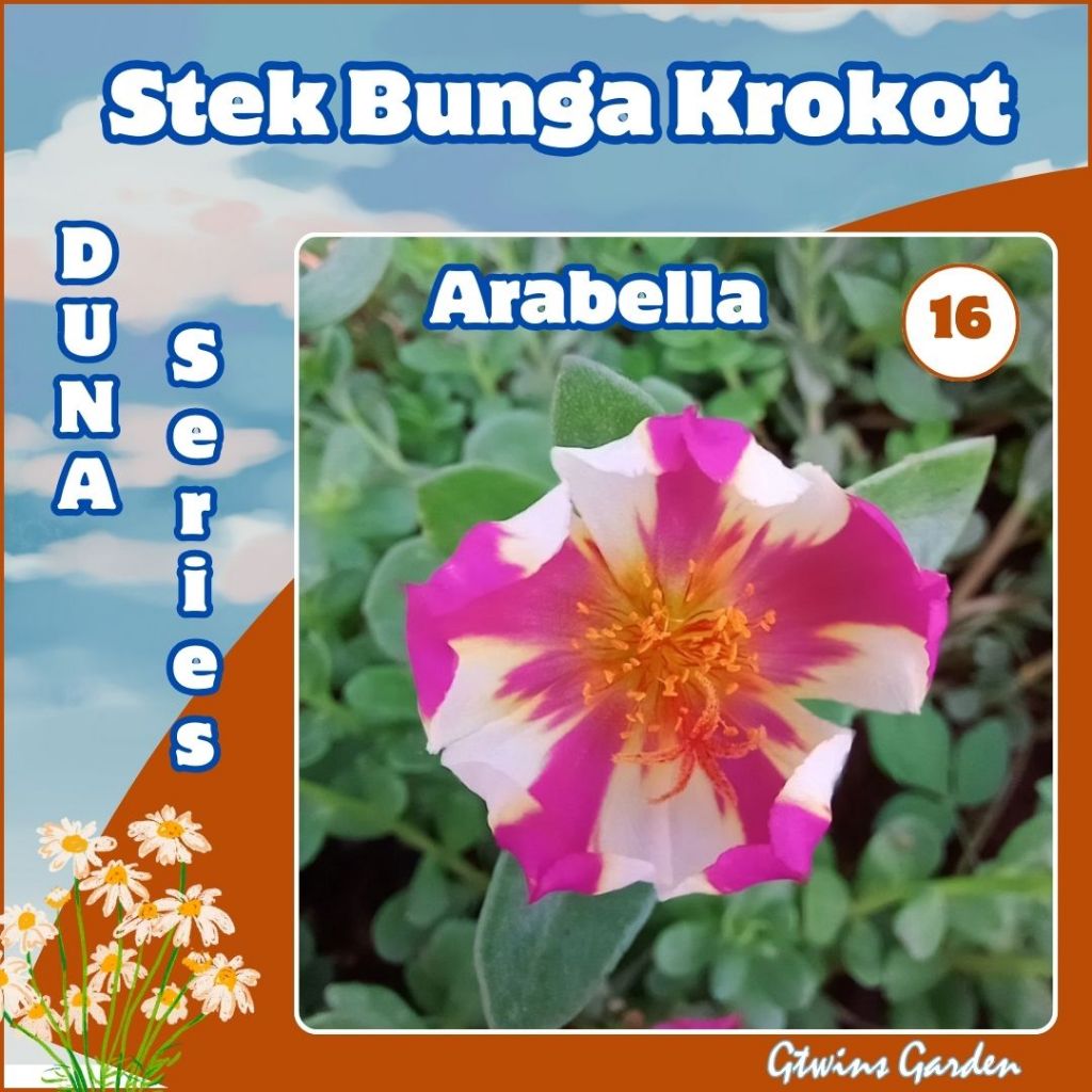 GG | 20 Stek Bibit Bunga Krokot  warna warni Duna Arabella