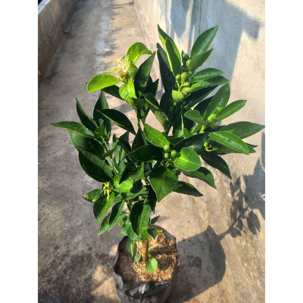 bibit jeruk Sunkist keadaan sudah berbuah super unggul