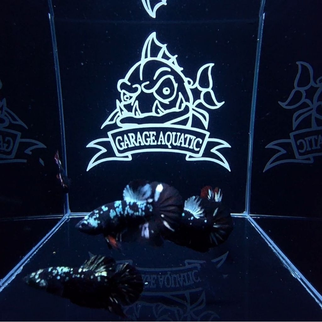 (INSTANT) IKAN CUPANG GALAXY AVATAR HIASAN AQUARIUM AQUASCAPE