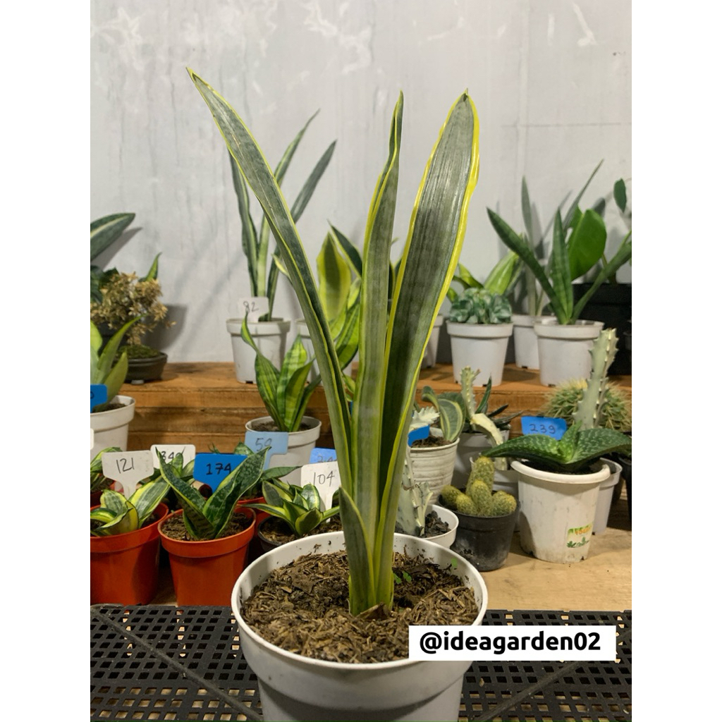 Sansevieria Trifasciata Assalam Tinggi 40cm Ukuran Pot 12cm