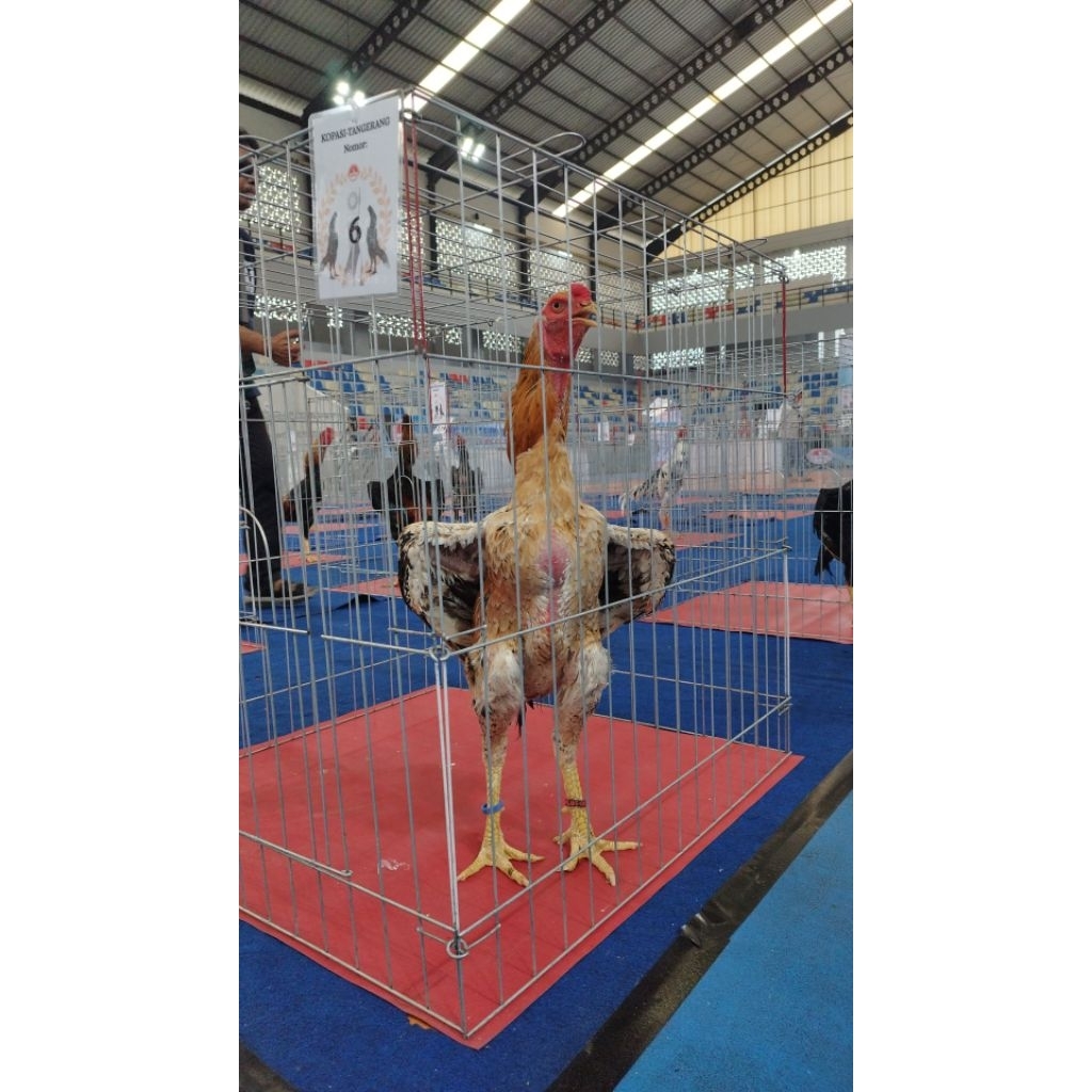 Ayam shamo eropa original 3colour