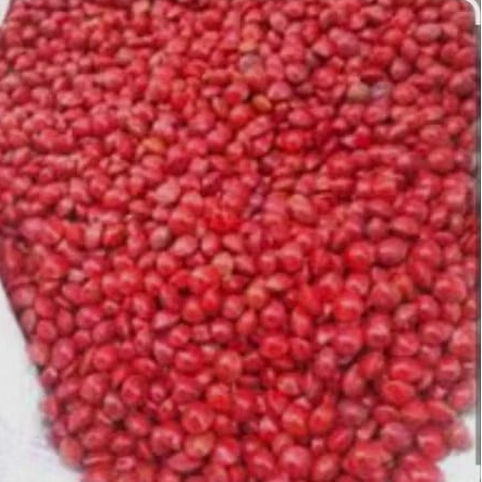 Biji saga merah 1 kg