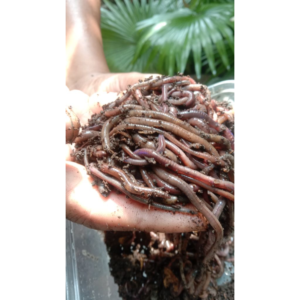 cacing tanah hidup PER 200 gr