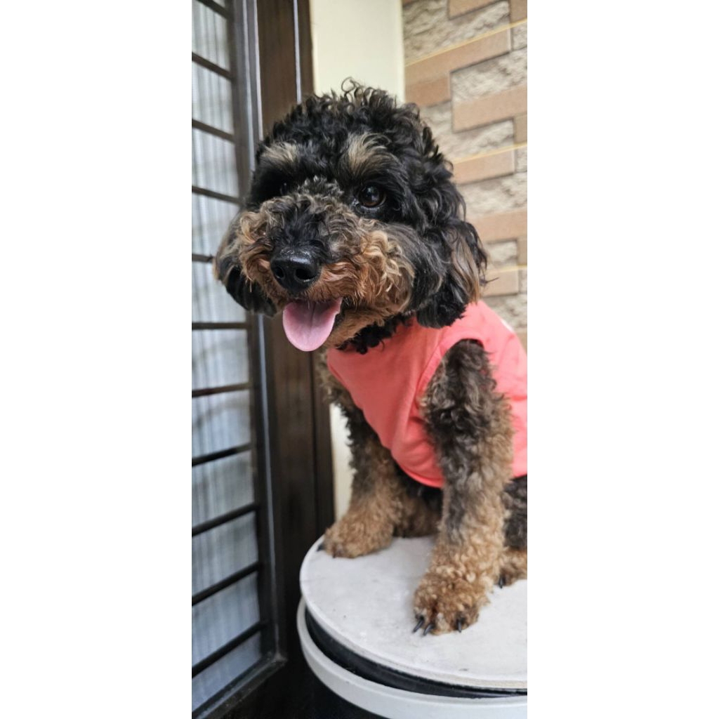 Poodle Phantom | Hewan Peliharaan | Phantom Poodle | Tangerang Selatan