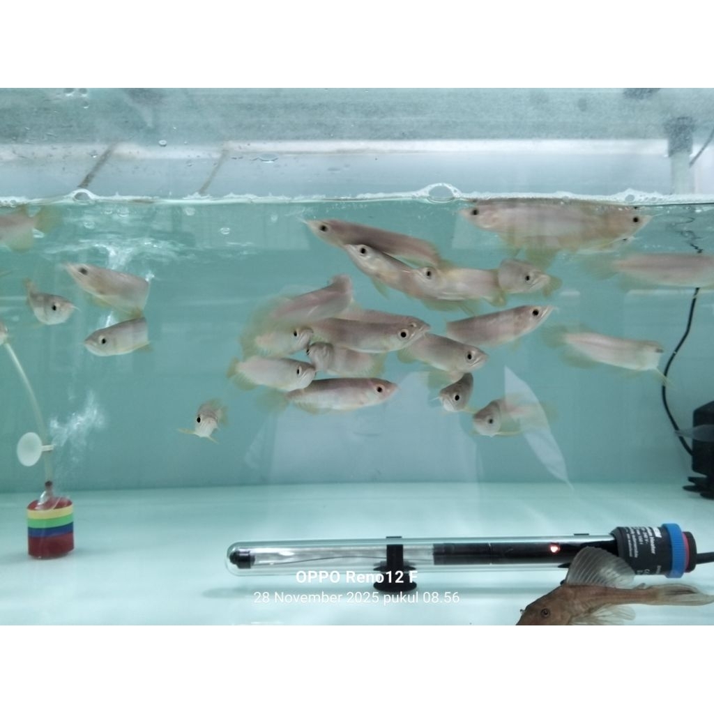 SuperRed Gen Chili 8-9cm lengkap