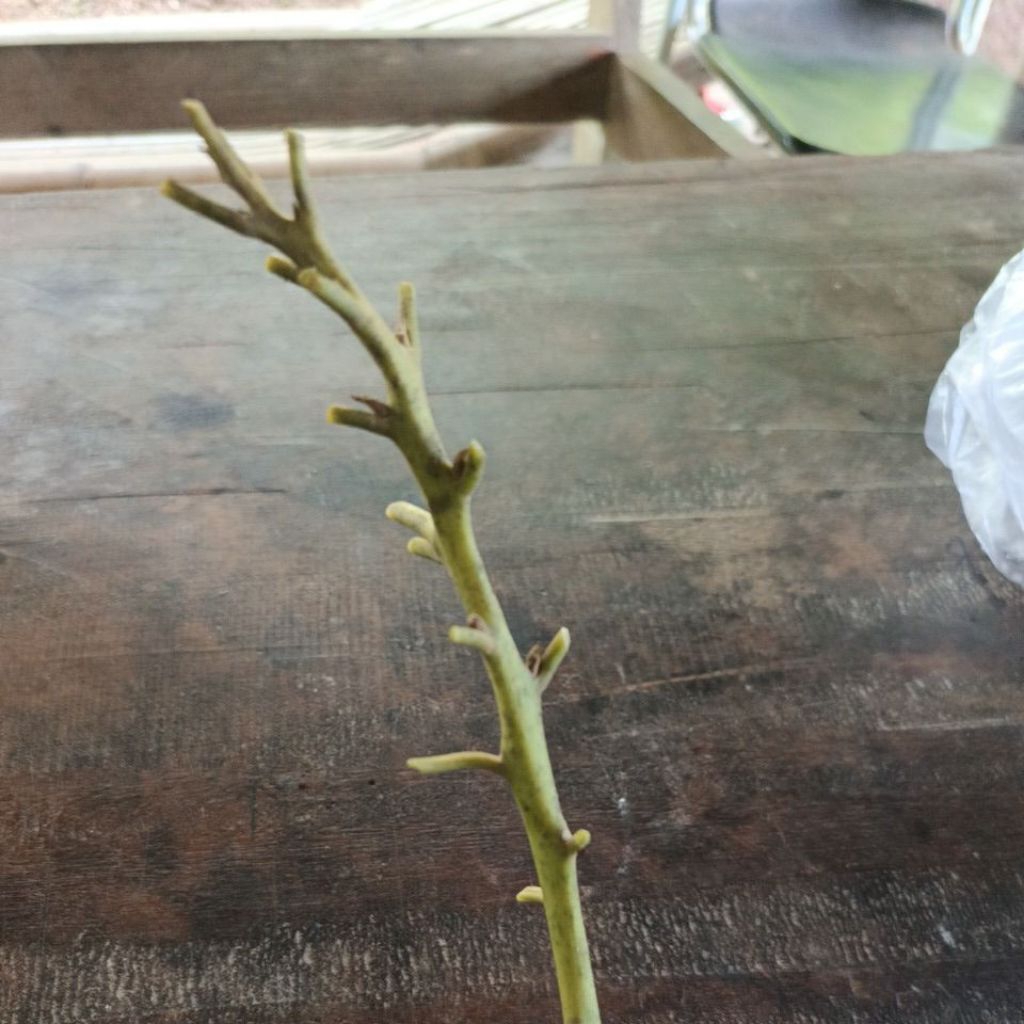 Entres Alpukat SWY 02