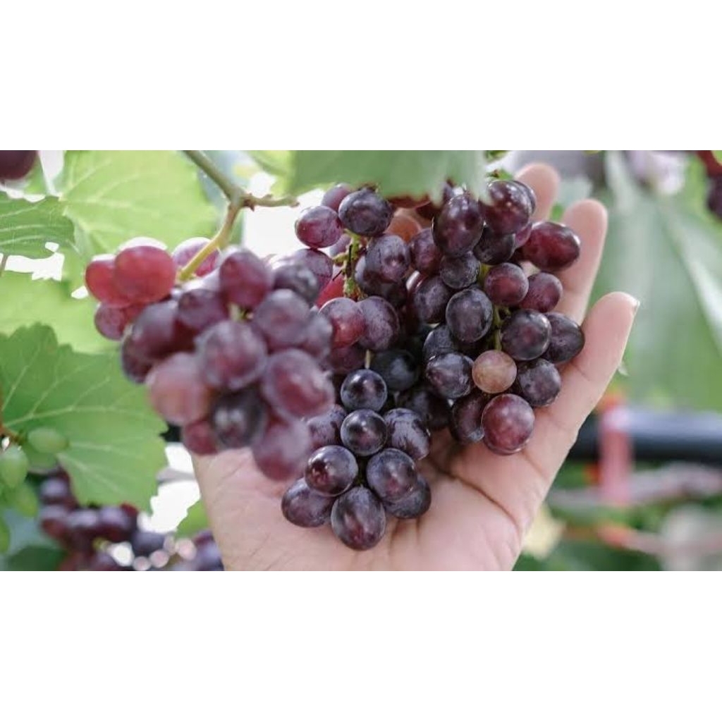 Bibit Anggur Import Jupiter Cepat Berbuah| Siap Tanam Bisa Tambulapot