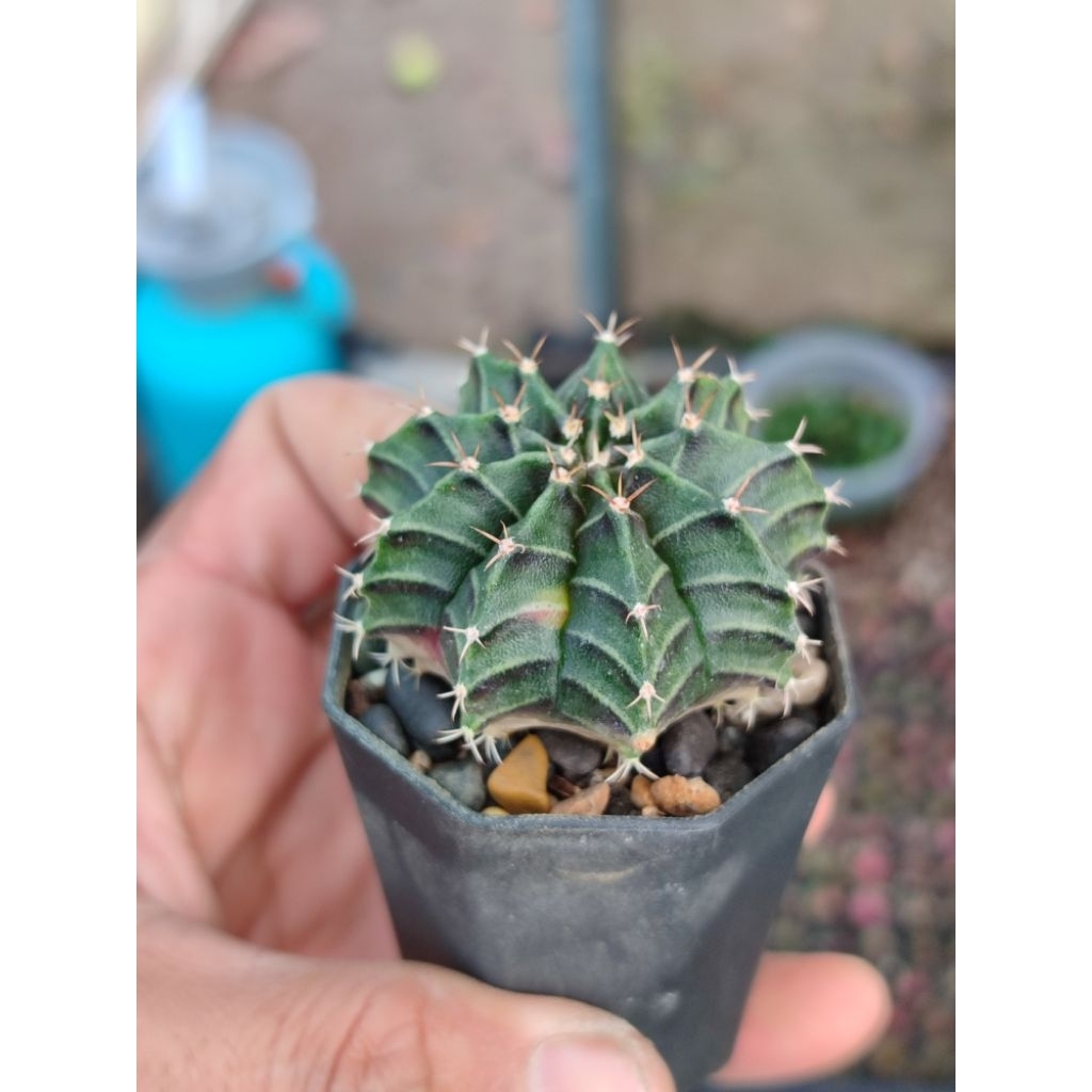 LB hybrid varigata dikit seedling