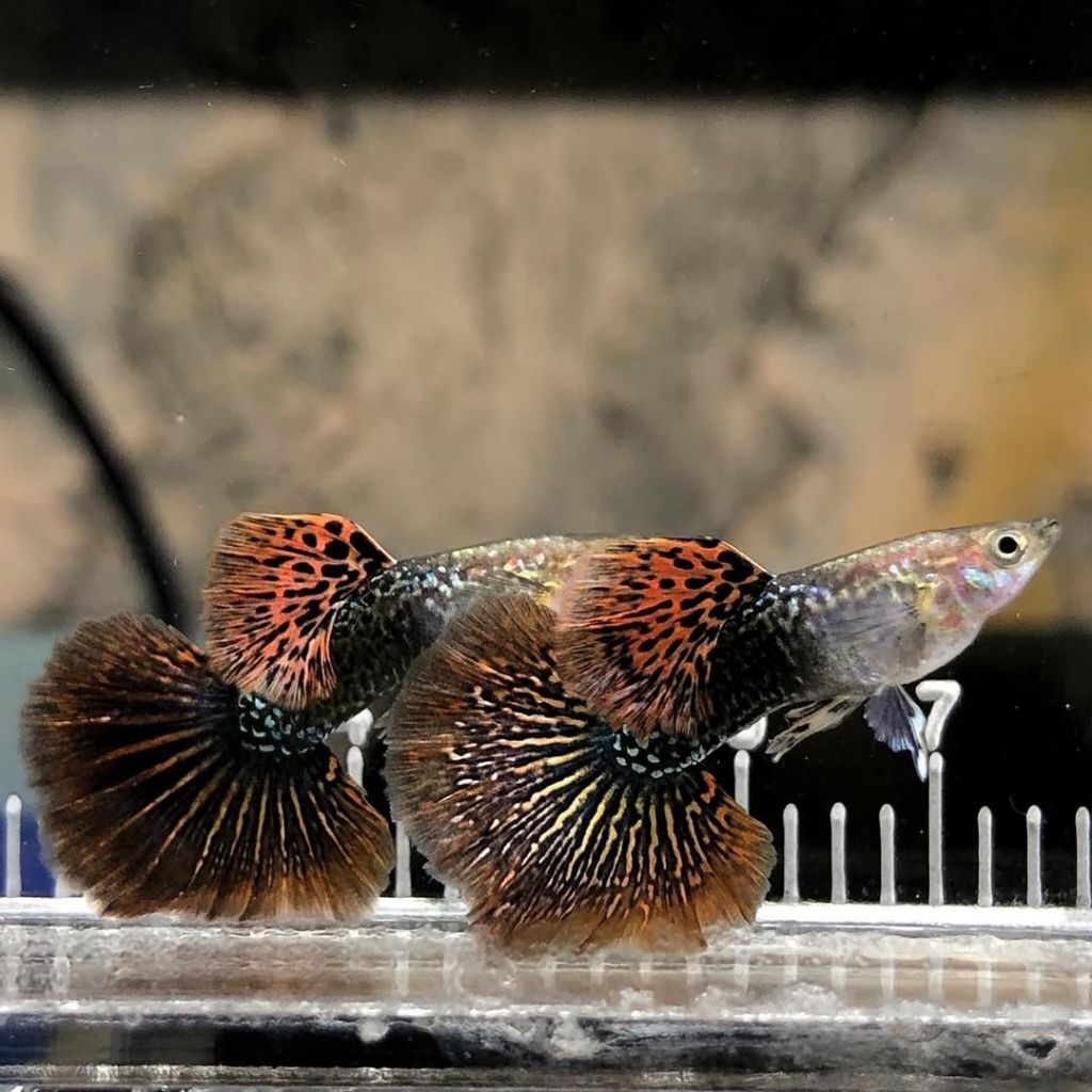Guppy  Red Dragon BE Halfmoon pasangan