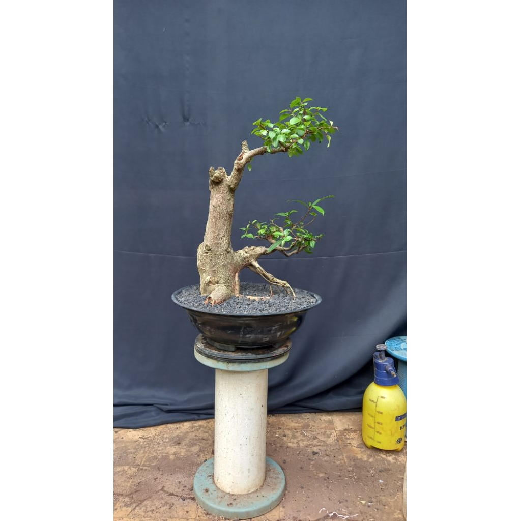 BONSAI POHON IPRIK/IPRIK PUCUK MERAH