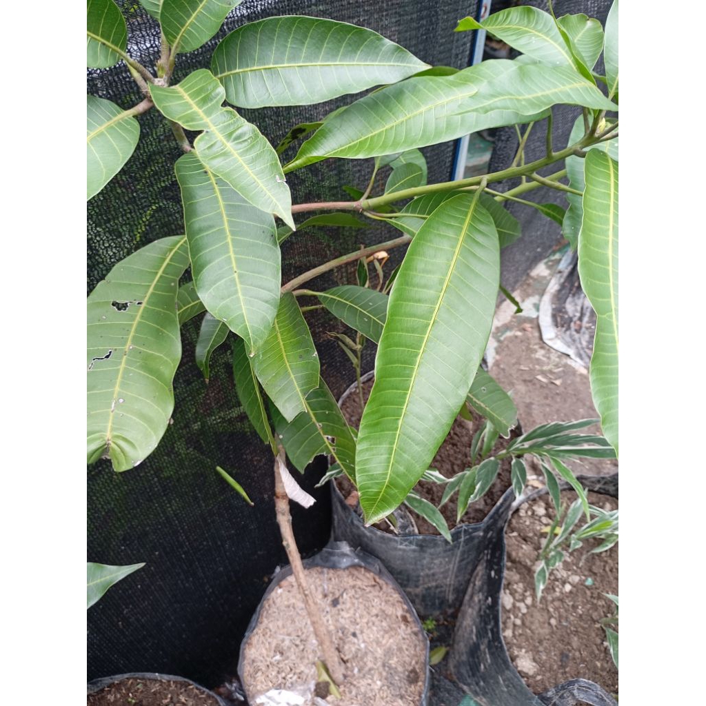 bibit mangga manalagi cangkok full media cepat berbunga berbuah