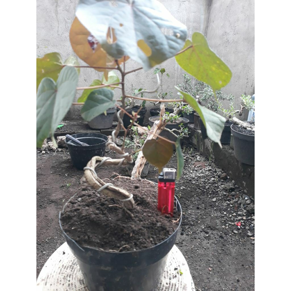 Tanaman Bahan Bonsai Waru Merah