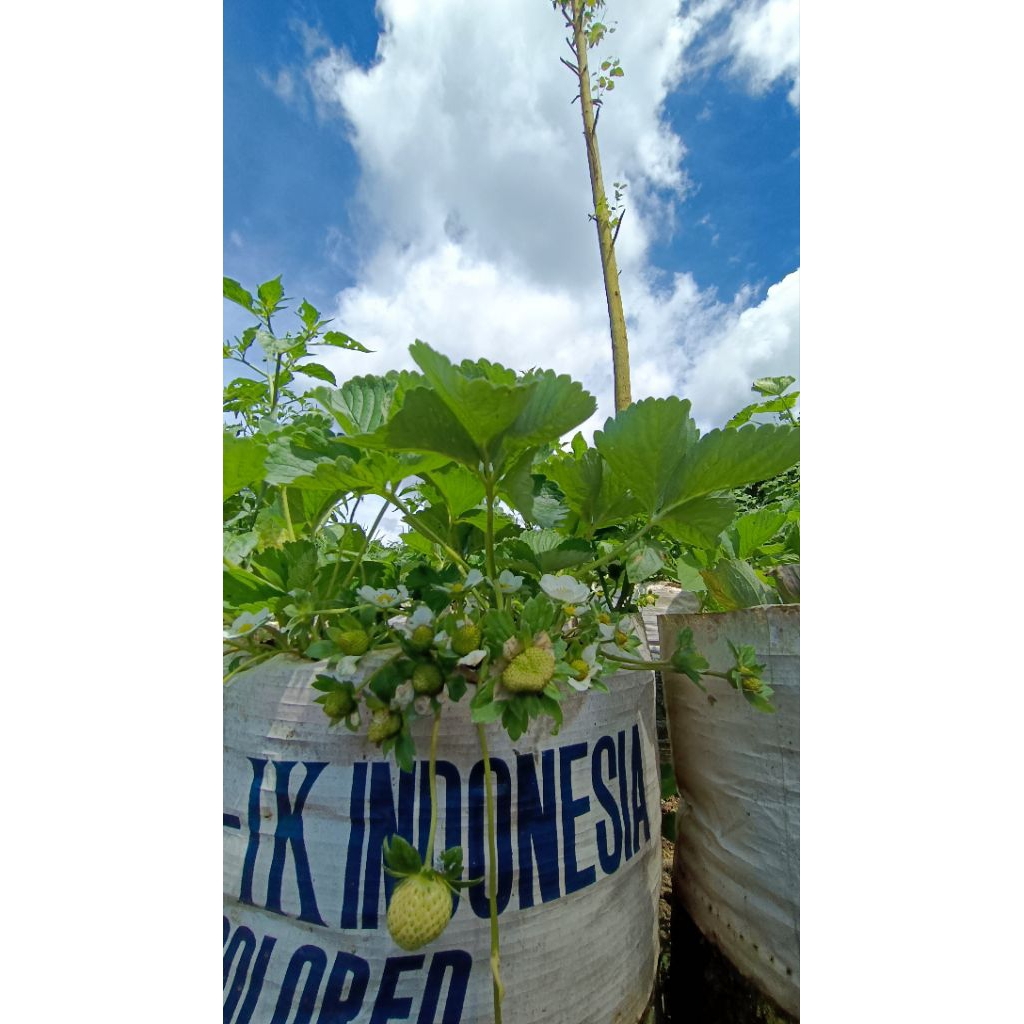bibit strawberry jenis xbert /bibit strawberry jumbo manis