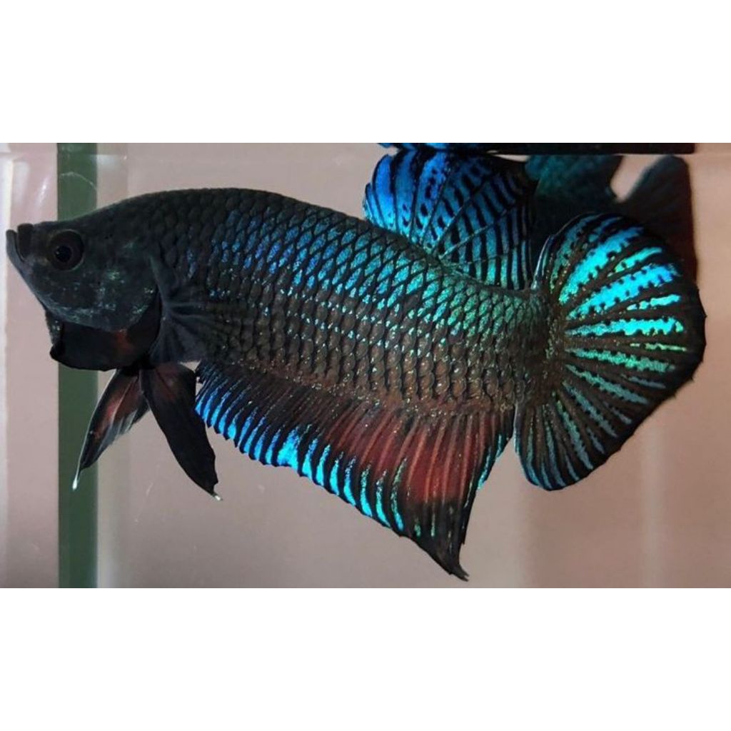 [BERGARANSI JIKA MATI] Bangkok lokal super bagan aduan remaja siap adu