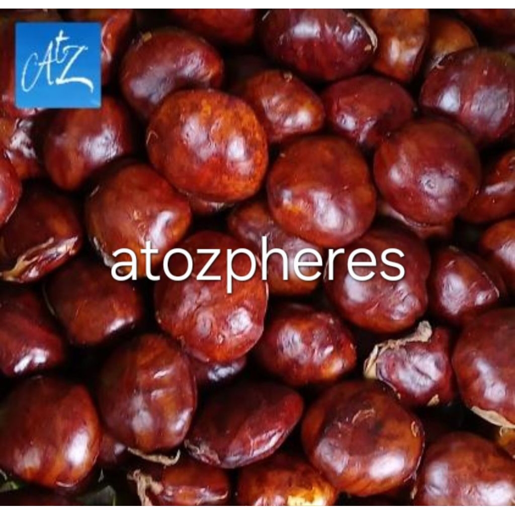 Buah jengkol jengki jering jring tua mentah pulen legit super untuk masak masakan gulai rendang semu