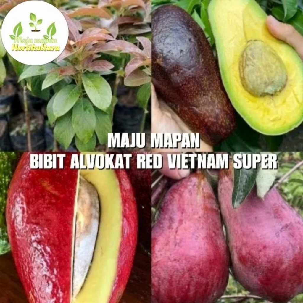 BIBIT ALPUKAT RED VIETNAM SUPER