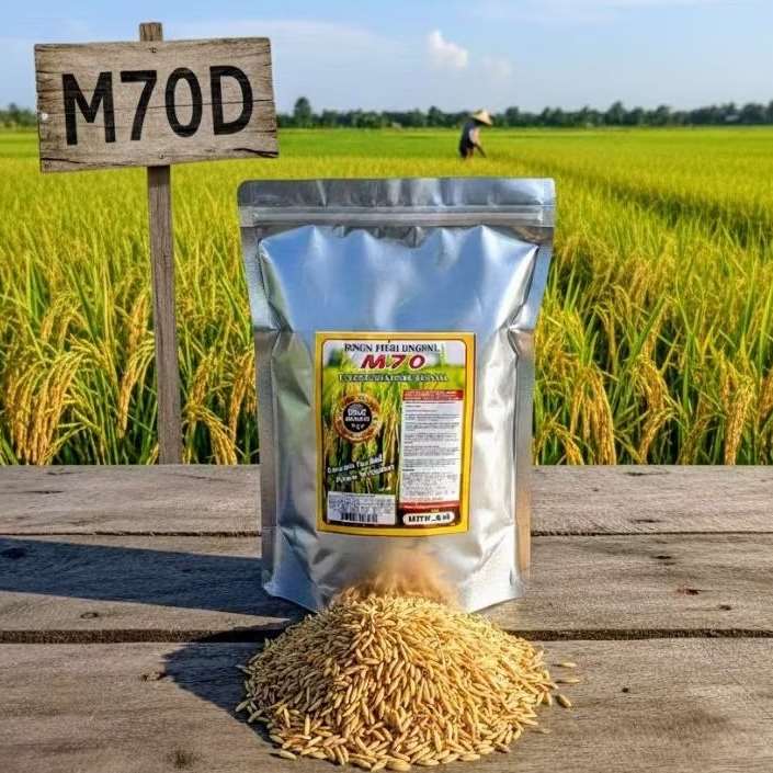 BENIH PADI UNGGUL M70D PADI KUALITAS PREMIUM 2KG