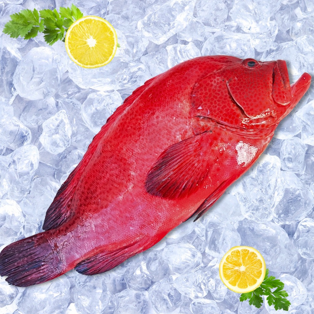Kerapu merah Redsnapper Premium Frozen Ikan Kerapu Segar