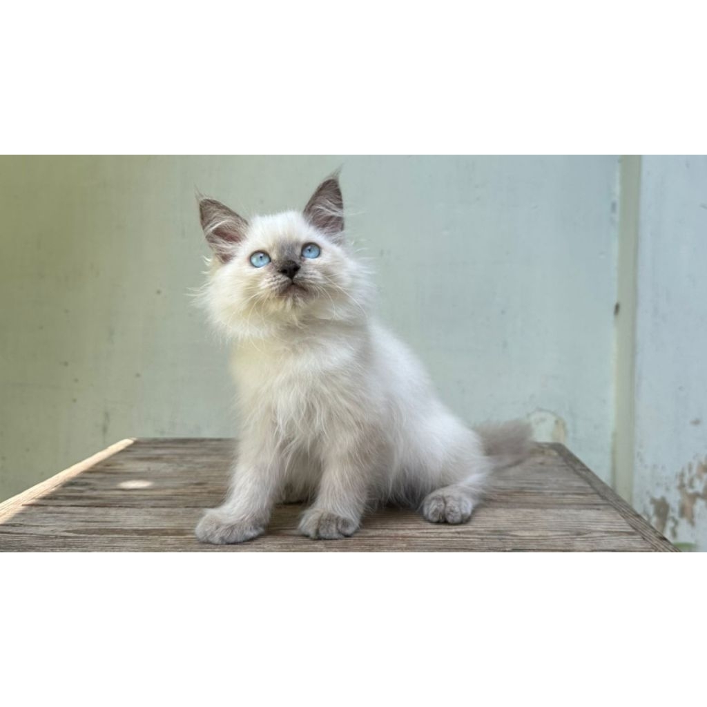 KUCING PERSIA HIMALAYA JANTAN 2 BULAN BLUEPOINT