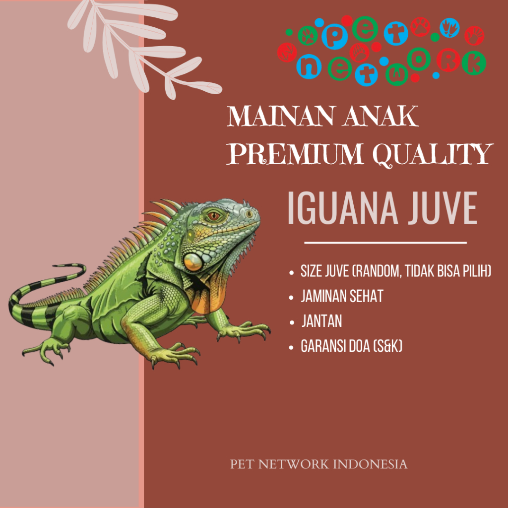 Mainan Anak Iguana Jantan Size Juve MULUS Premium Quality