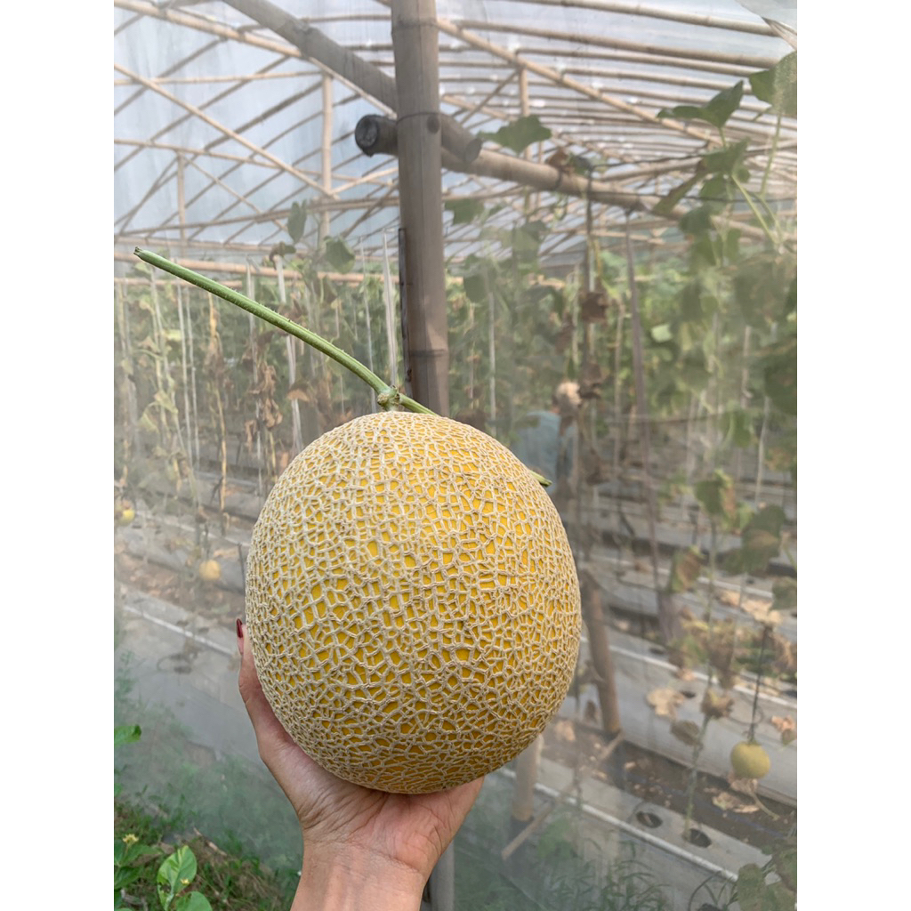 melon-intanon-muanis-poll-kediri