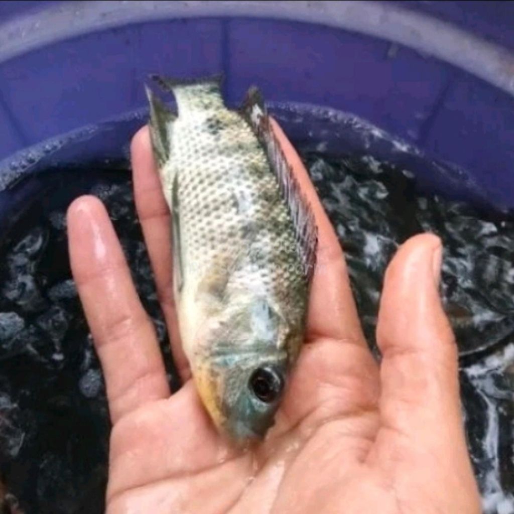 BIBIT MUJAIR HITAM UKURAN 7-10 CM 2 JARI