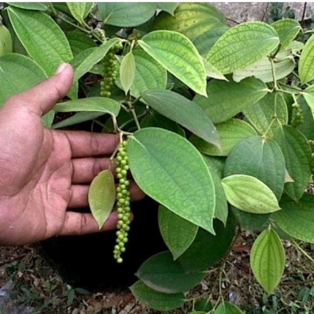 Bibit lada perdu) pedes buah lebat