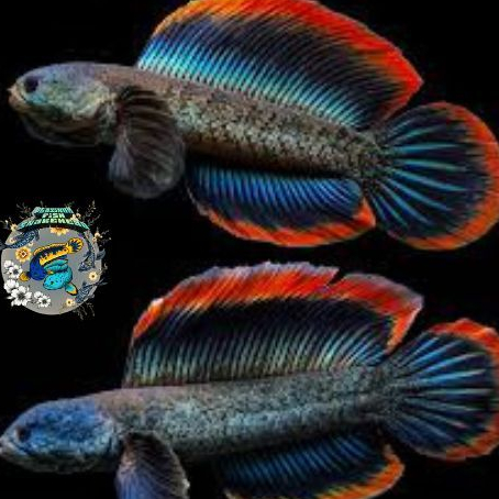 Channa Limbata Lawu CB Rim Tebal 5-6cm Bahan Kontes Gondrong