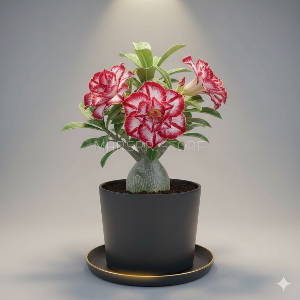 Bibit Bunga Kamboja Adenium Amarilys Bibit Bunga Kamboja Adenium AmarilysBibit Bunga Kamboja Adenium