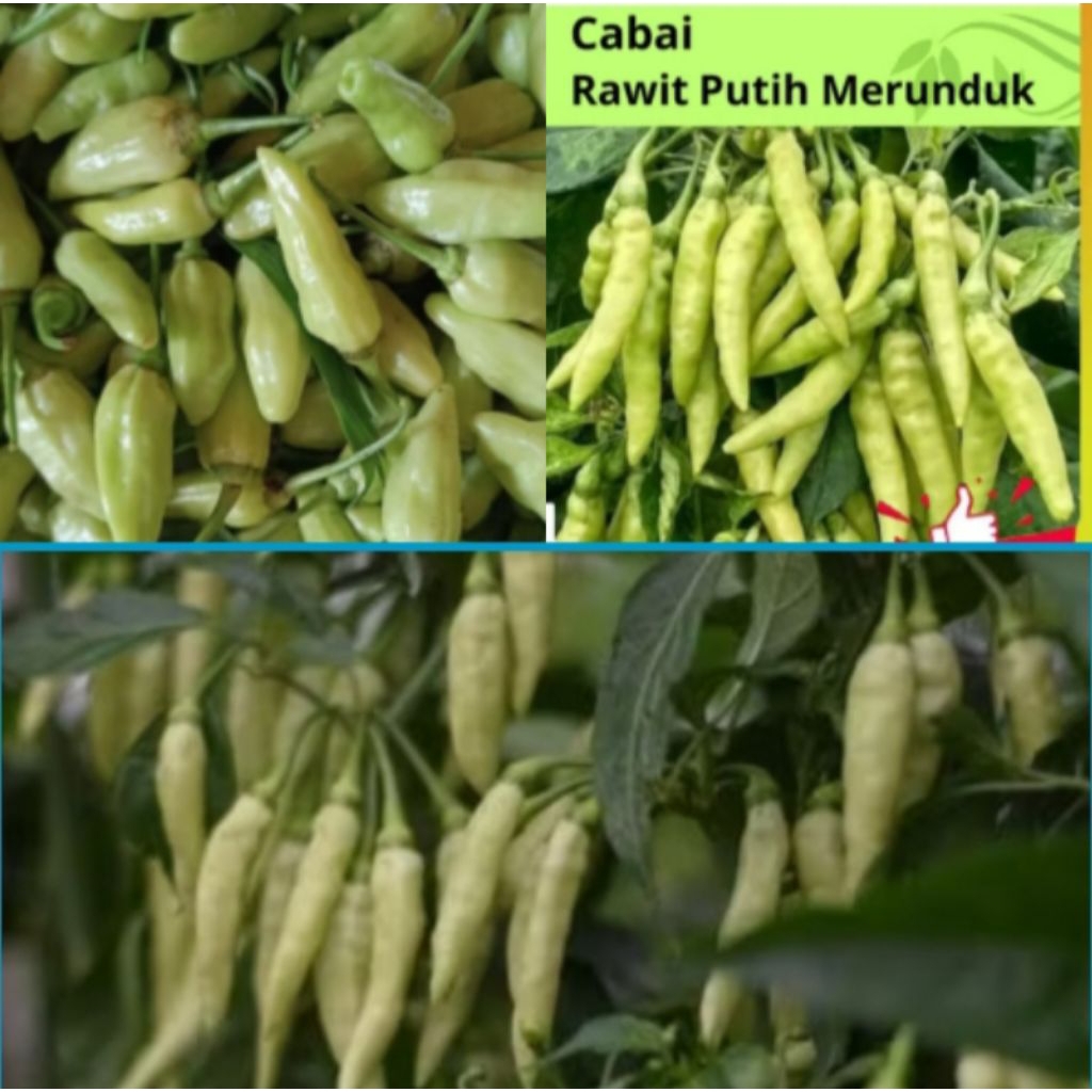 cabai rawit putih segar (1 ons) 100 gram