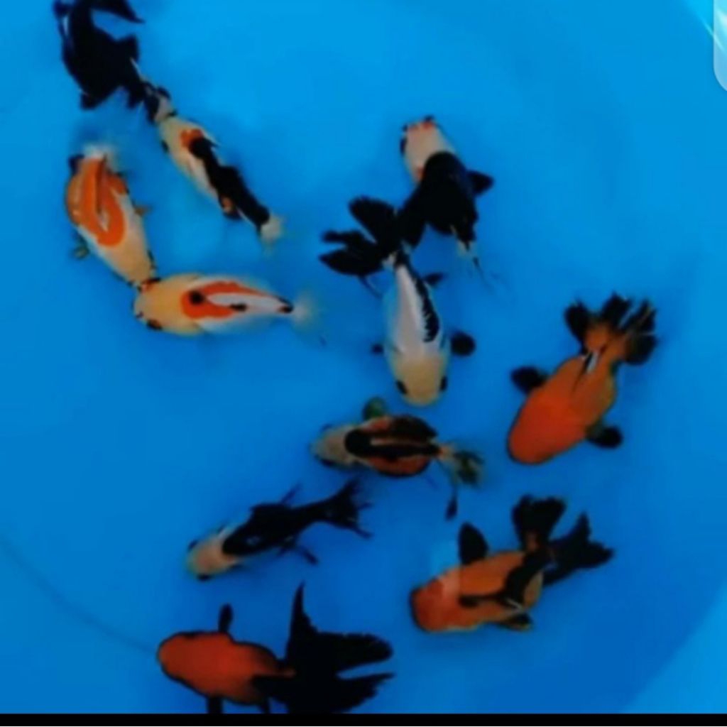 ORANDA CAMPUR PAKET 7 EKOR GRADE A