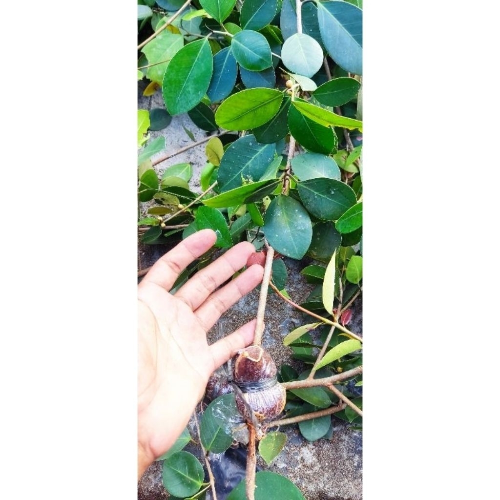 Bibit ficus iprik silver 40-50cm tanaman bonsai