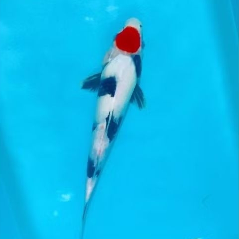 ikan koi blitar showa 30 cm