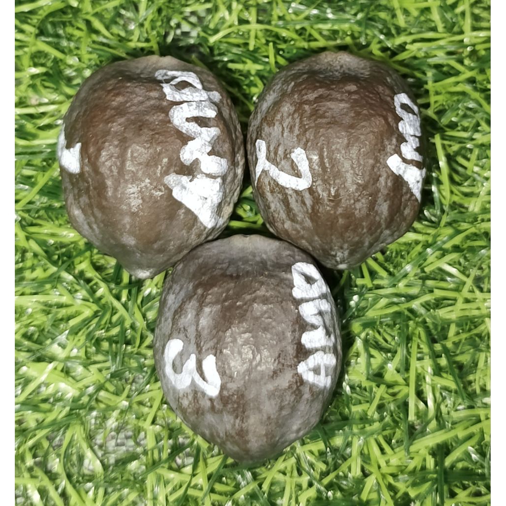 Muncang Anak Mayit Domba