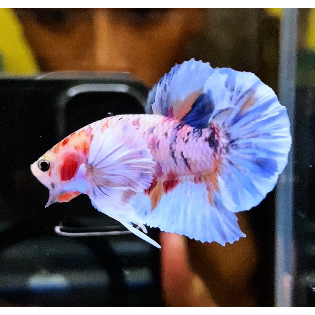 Cupang pkde Multy bahan