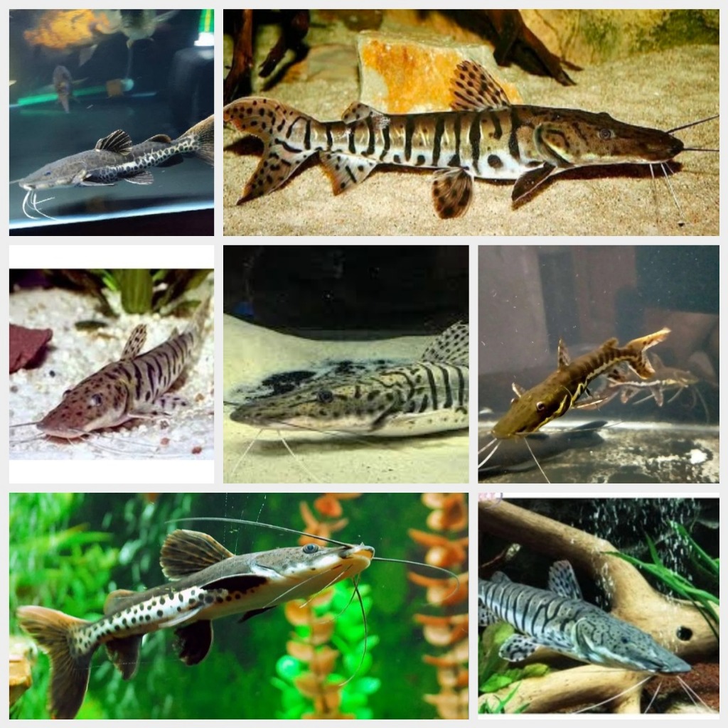 Pengharum TSN Tiger-Shovelnose-Catfish 8-9cm Koleksi Mainan Anak - Asli dan Hidup Bukan Mainan
