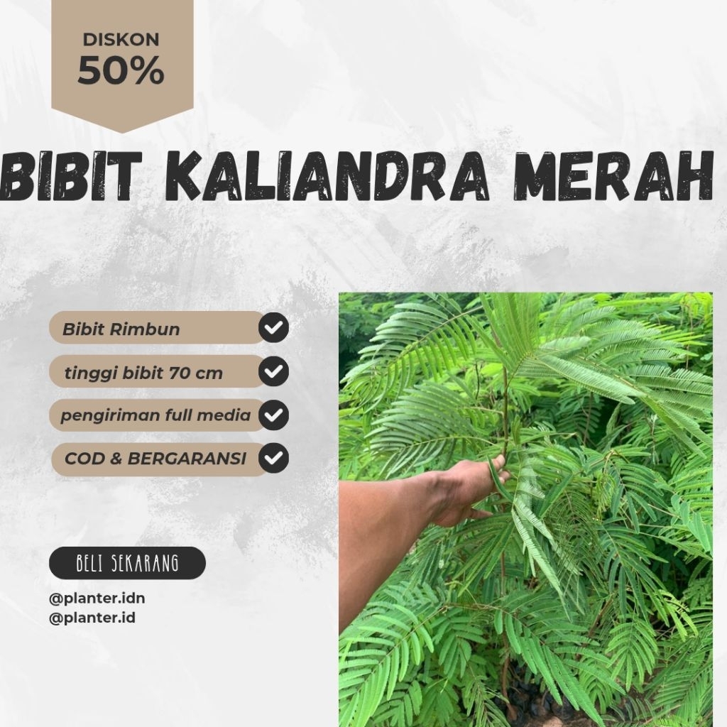 bibit kaliandra merah untuk pakan ternak