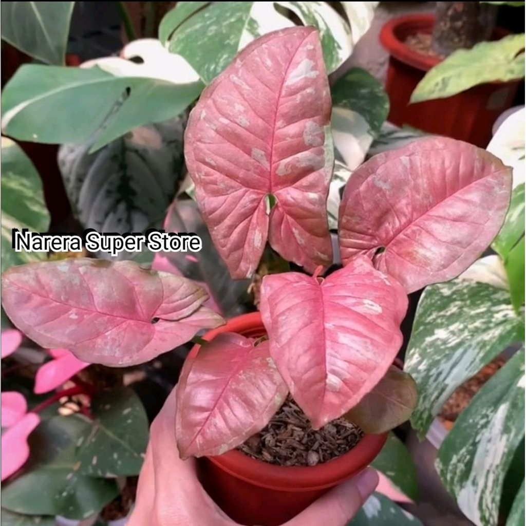 Syngonium Pink Candy Tanaman Hias Bunga Real Pict Murah Ekonomis