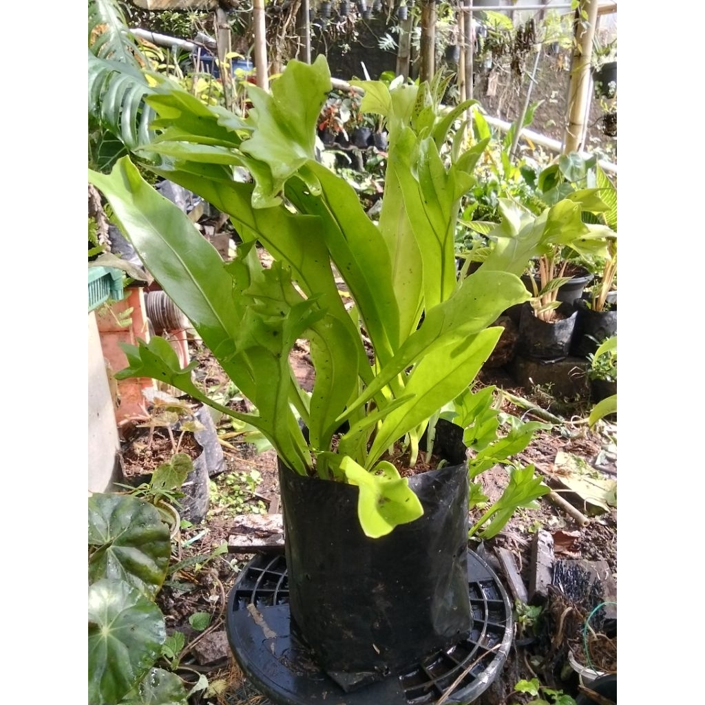 Tanaman Hias Kadaka tanah tanduk rusa Jumbo