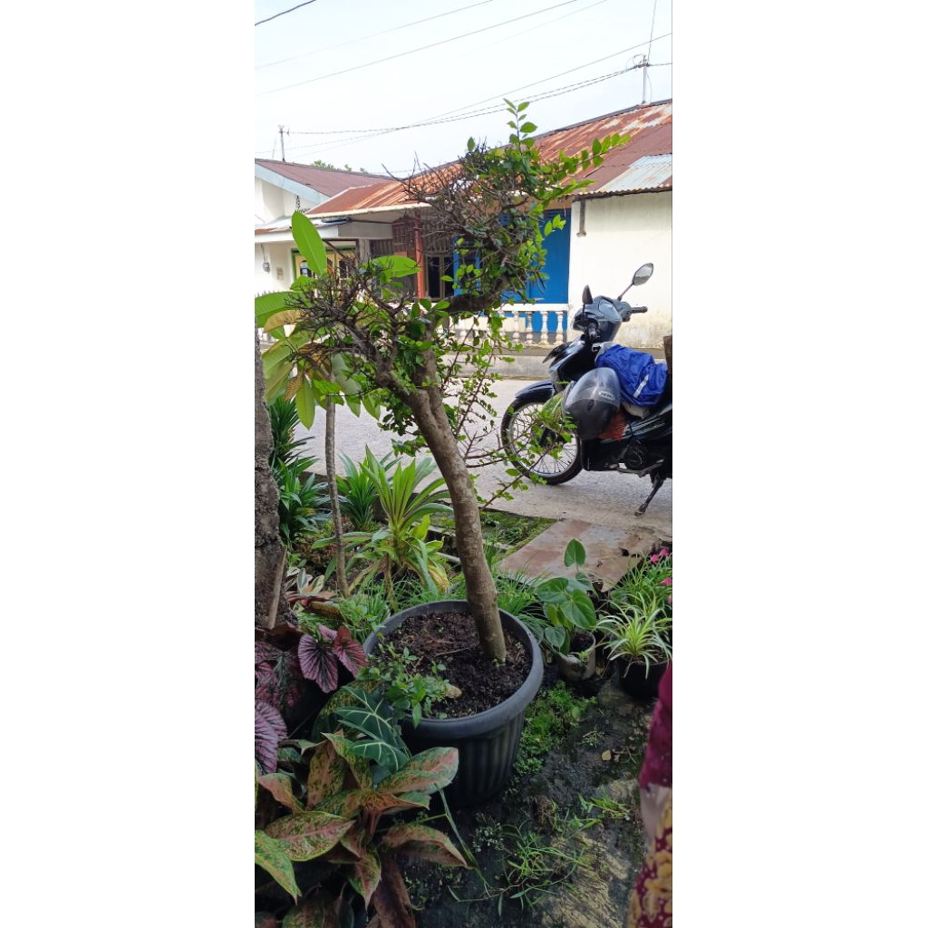 bonsai serut taman bahan super