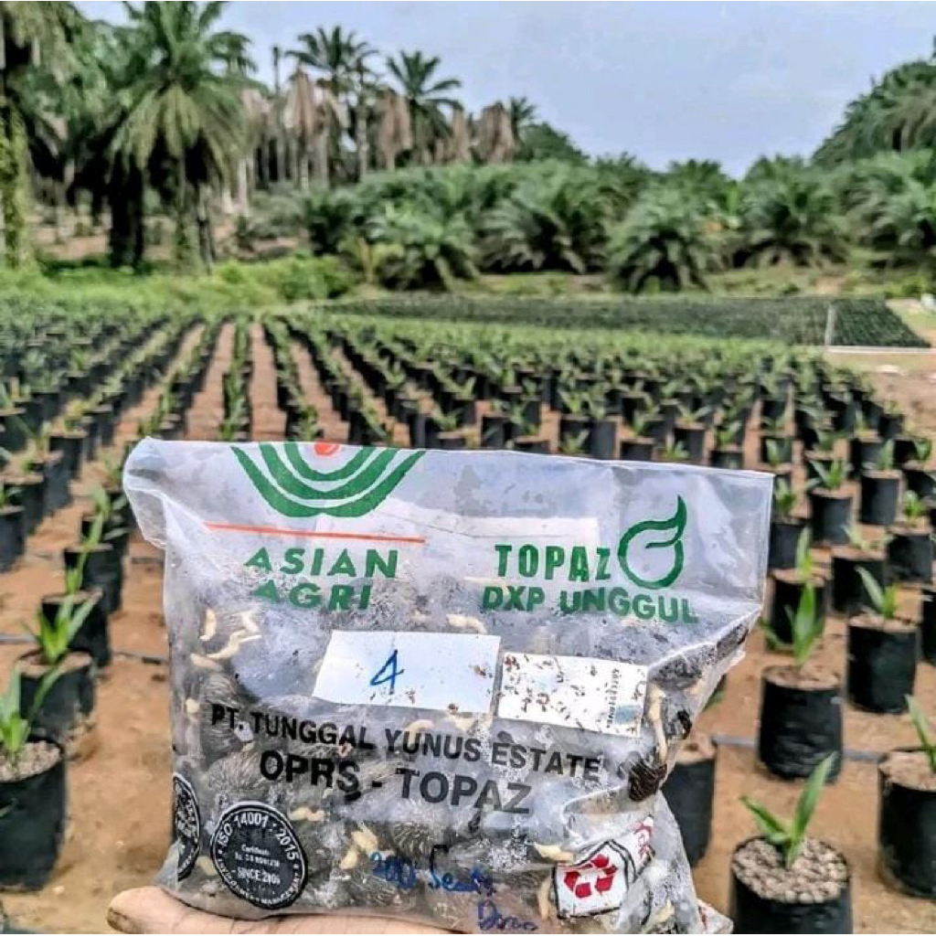 KECAMBAH SAWIT SUPER UNGGUL TOPAZ ( ASIAN AGRI ) BERSERTIFIKAT ASLI