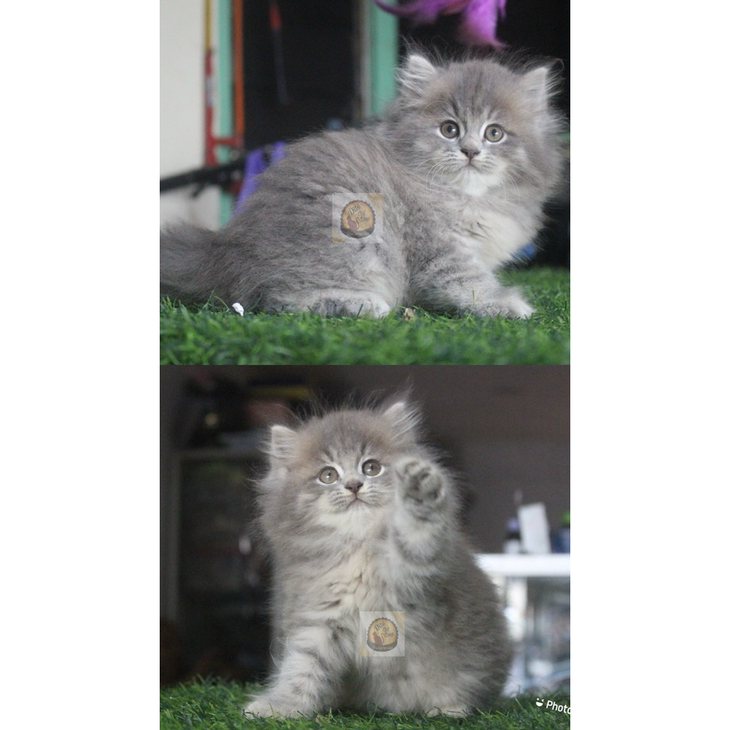 Kucing Persia Munchkin Himalaya Peaknose Flatnose Maincoone British