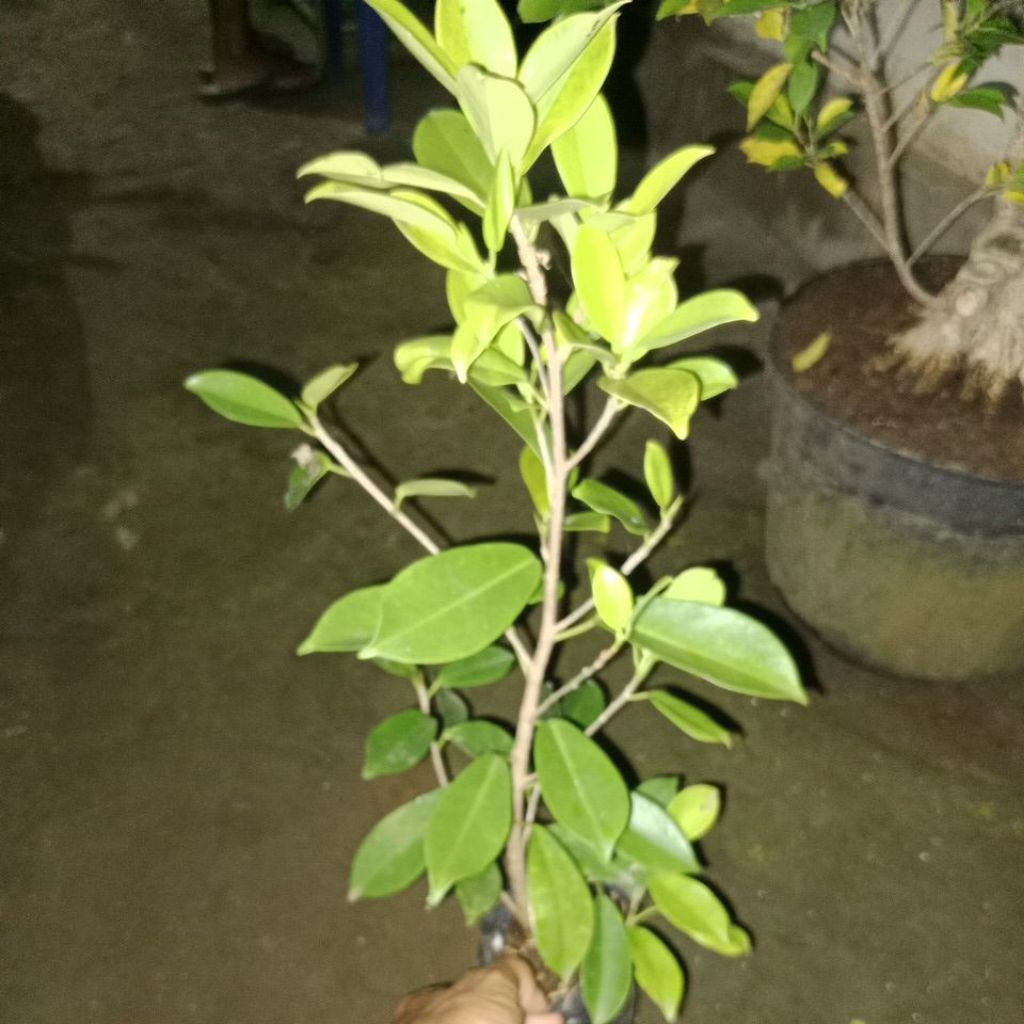 iprik panda/ iprik golden