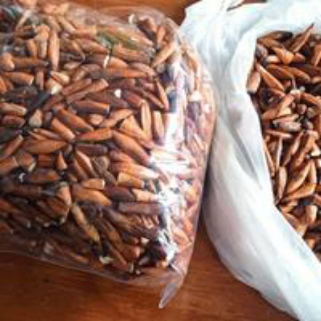 biji Ketapang laut kupas kering. free ongkir