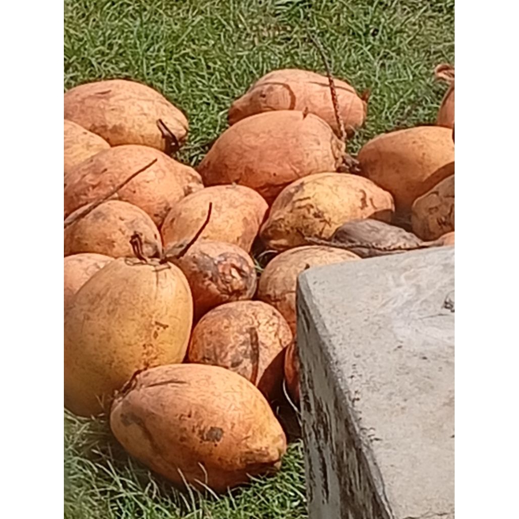 Kelapa Tua Gading 1/2 butir