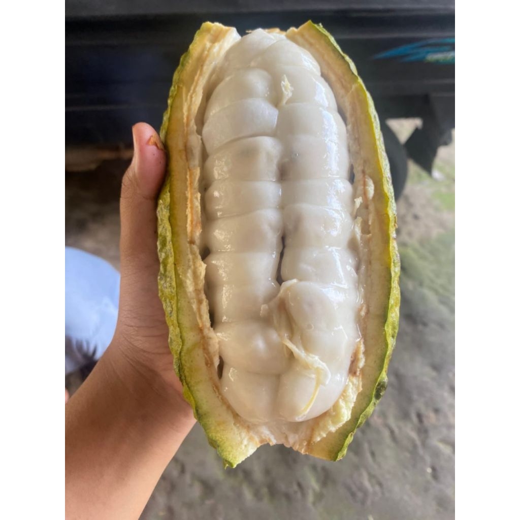 Buah kakao ijo kajuman