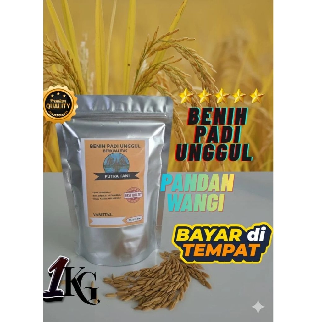 1KG,(PANDAN WANGI) BENIH/BIBIT PADI UNGGUL KUALITAS TERBAIK