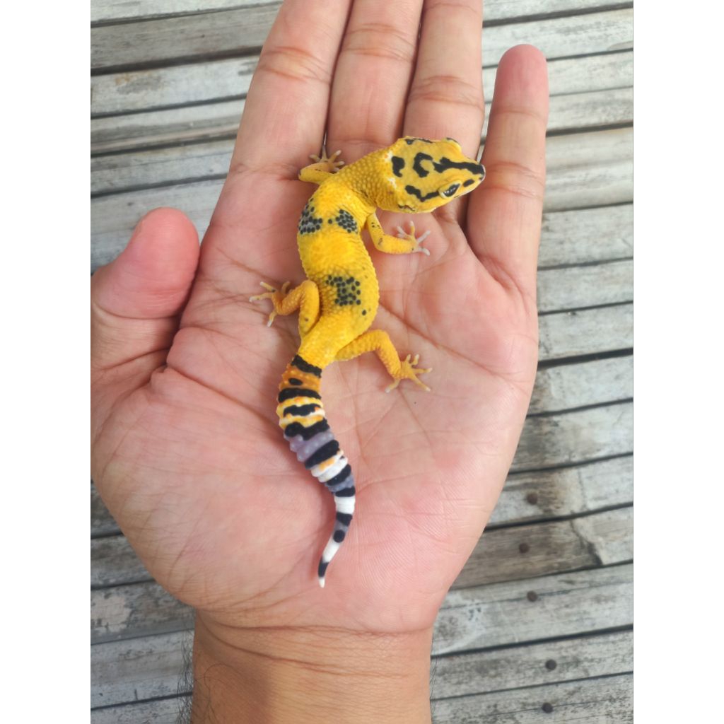 MAINAN GECKO LEMON FROST